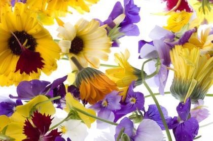 Edible Flowers