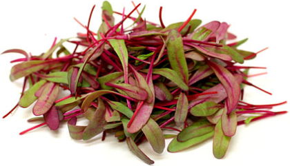 Microgreens Bullsblood Beet