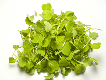 Microgreens Roquette