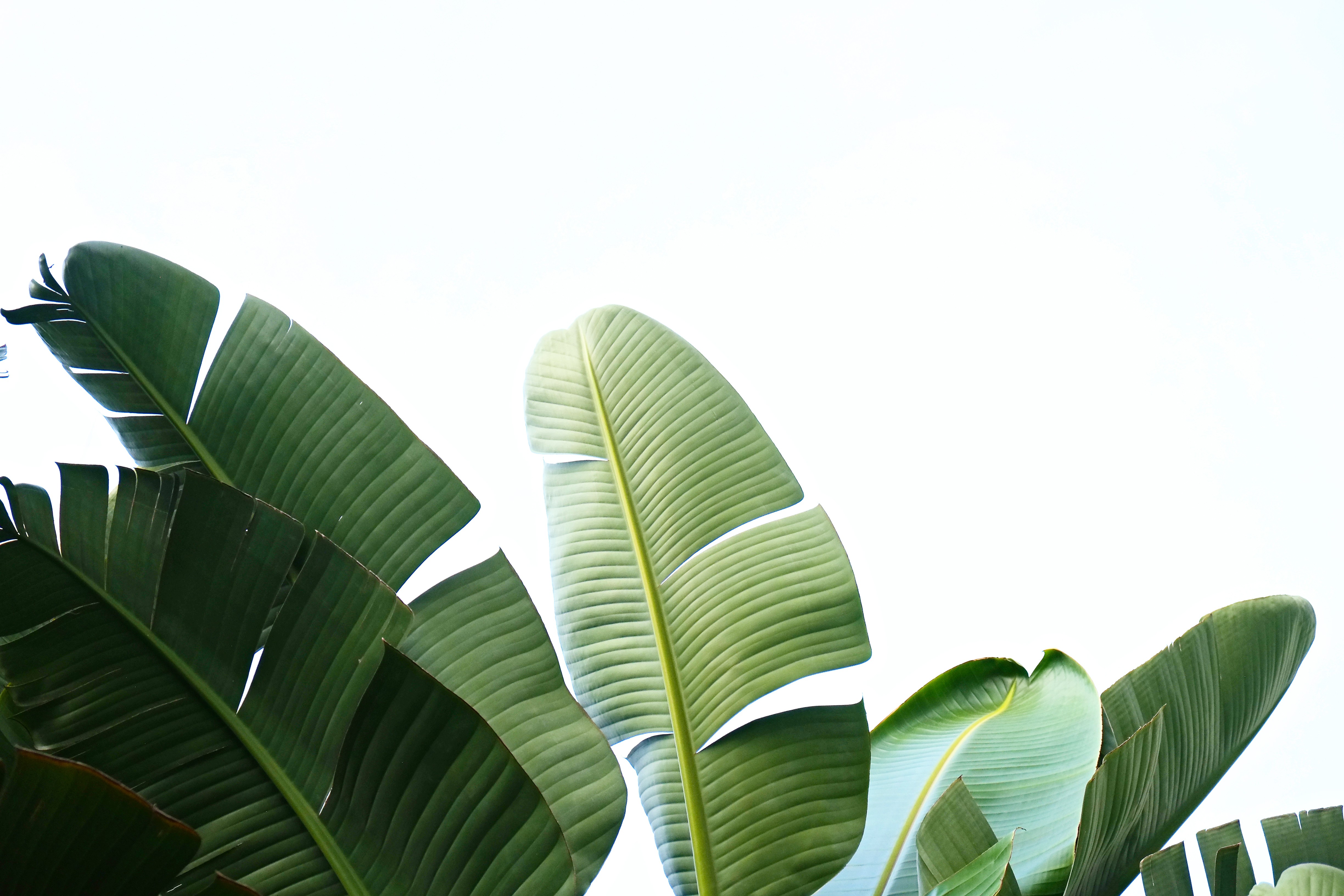 Artificial Banana Leaf Stem