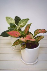 Vertical space houseplant bundle