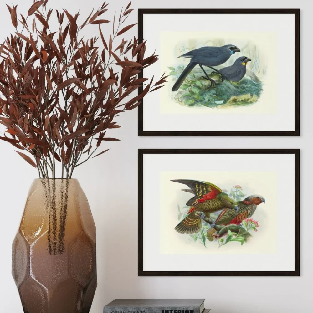 Johannes Keulemans - Print - North Island Kokako and South Island Kokako - Kokako