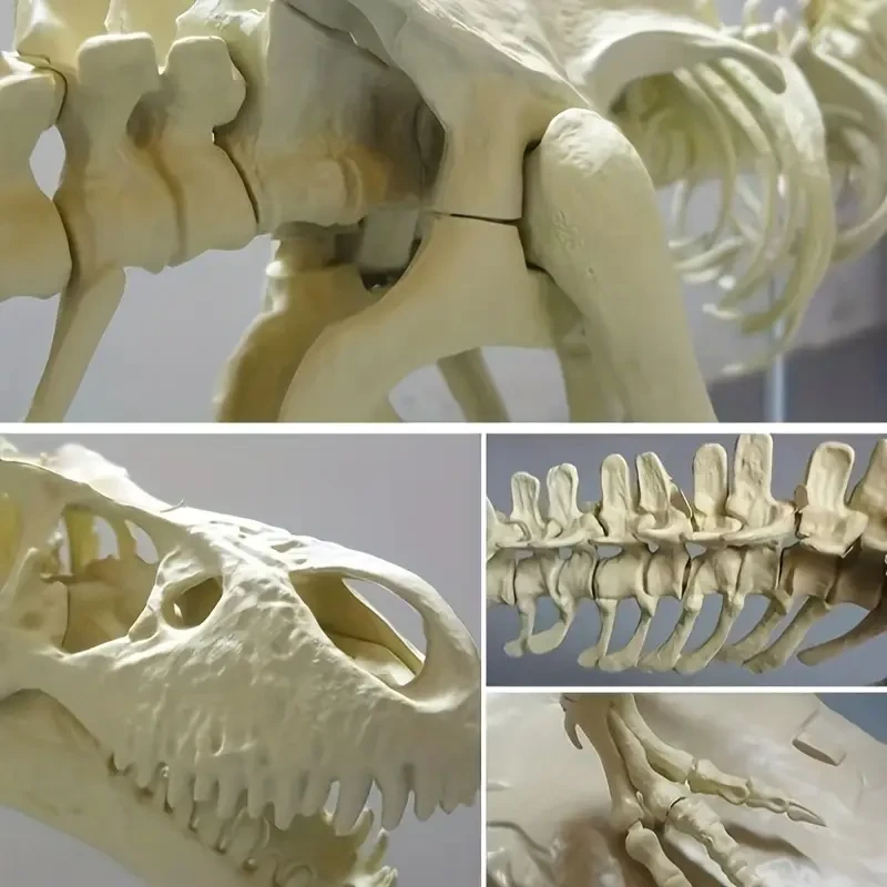 70cm high-quality PVC large-scale network hit dinosaur Tyrannosaurus rex skeleton DIY model