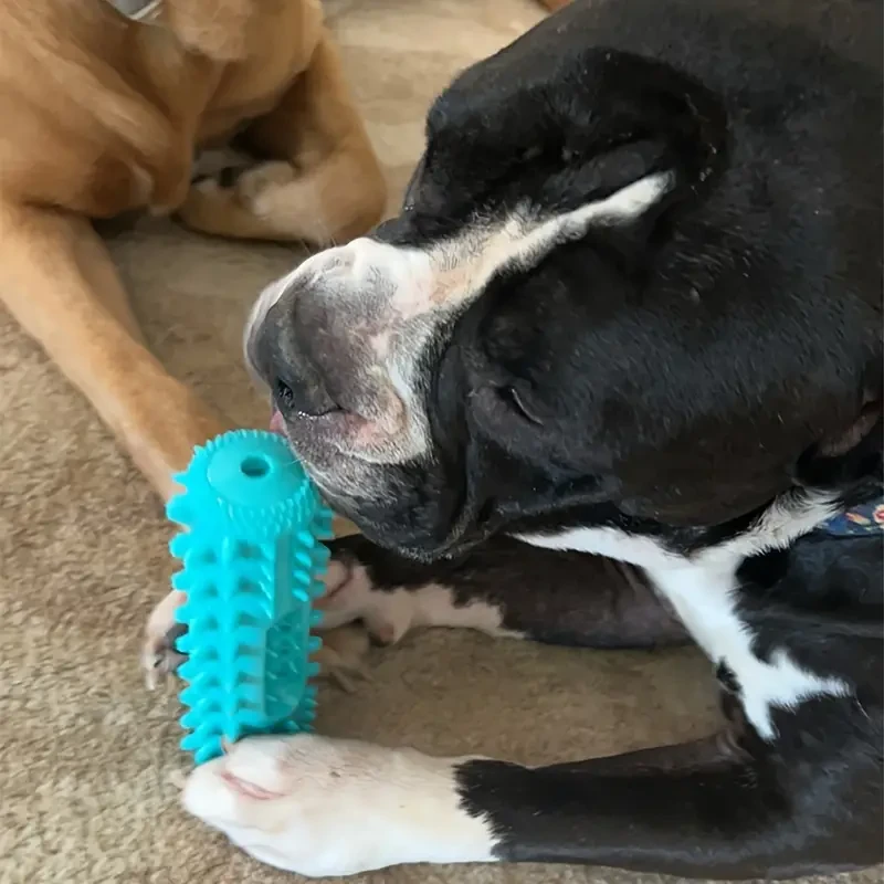 Durable Dog Toothbrush - Pet Molar Stick & Chew Toy for Dental Health