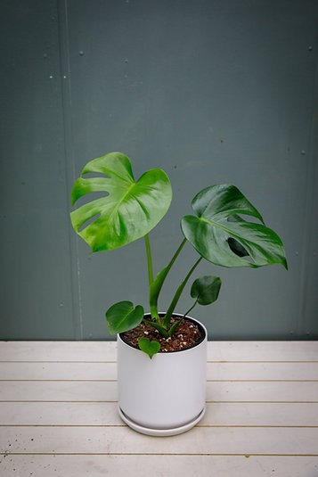 Monstera deliciosa