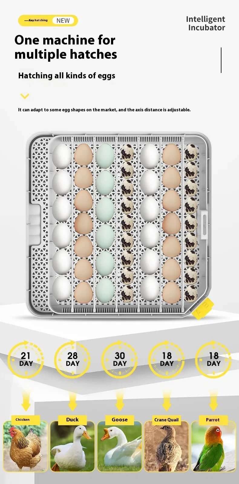 Automatic Egg Incubator