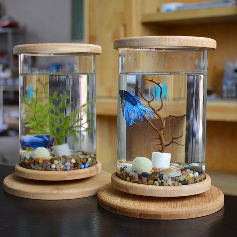 Small Glass Aquarium