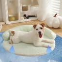 Cooling Dog Bed