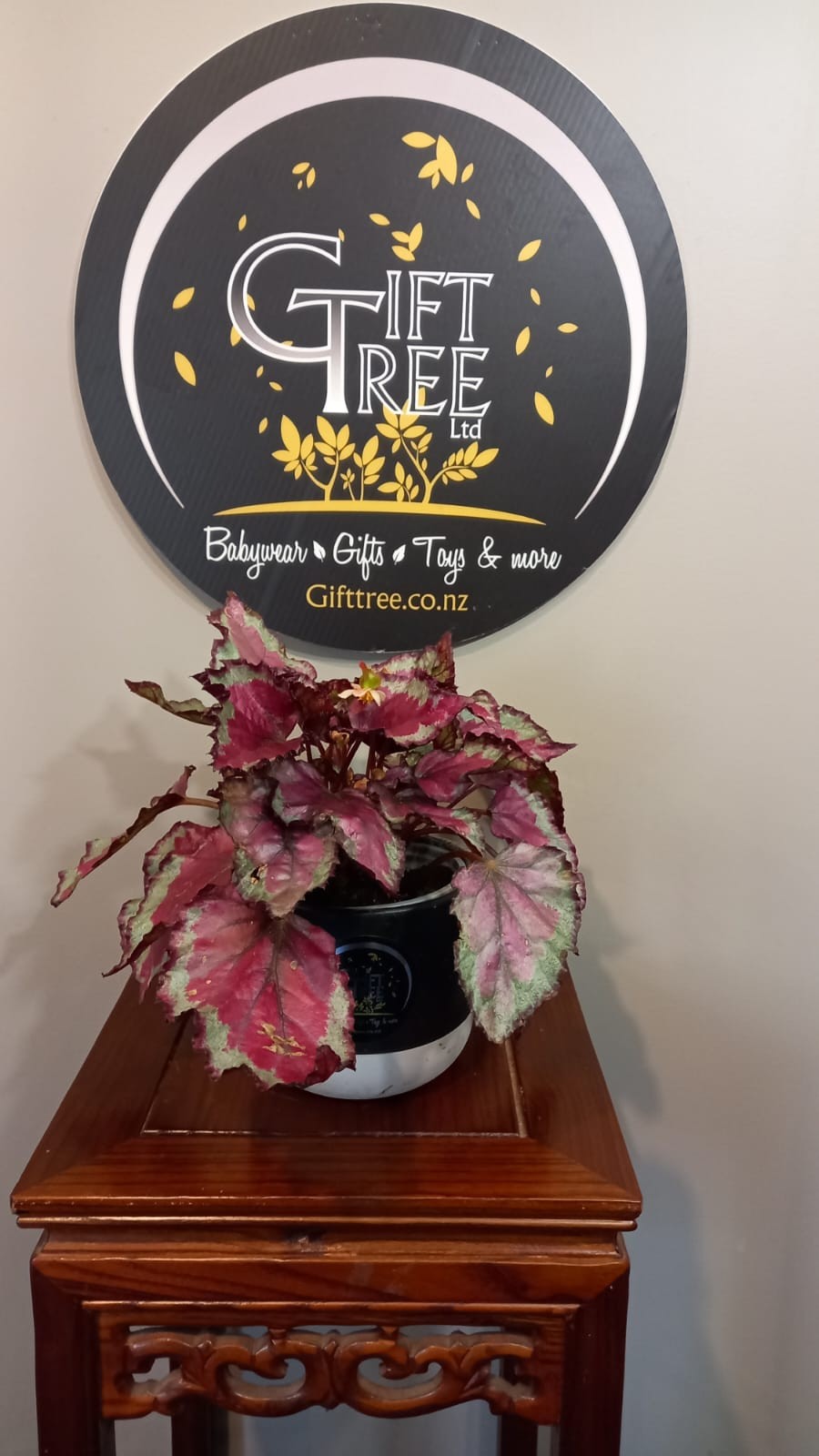 Begonia Rex | How to care for the Rex Begonia