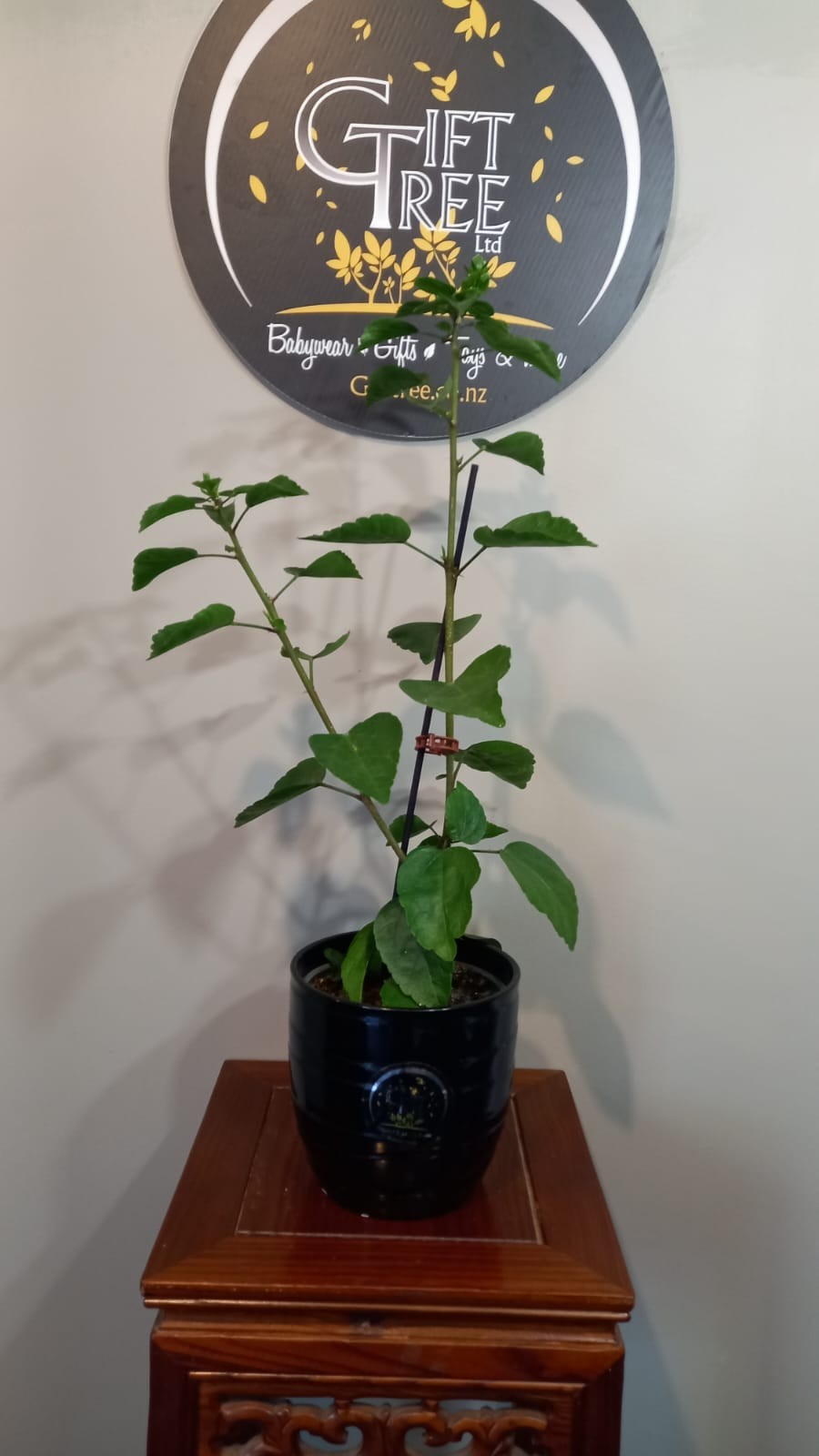 Buy Hibiscus Plants Online: Care Guide for Lush Blooms