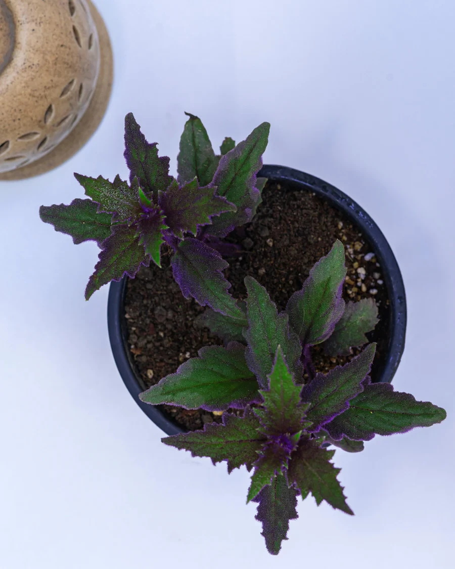 Purple Passion Plant