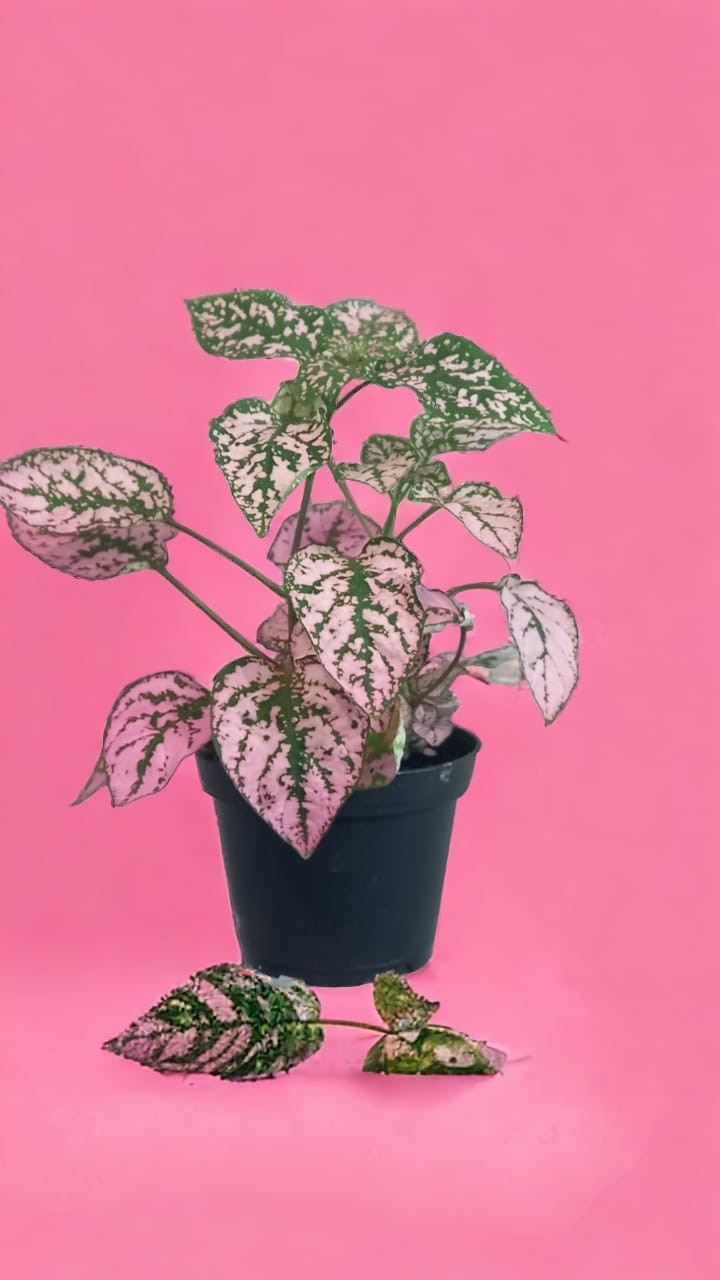 Hypoestes phyllostachya | Polka Dot Plant