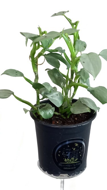 Silver Philodendron