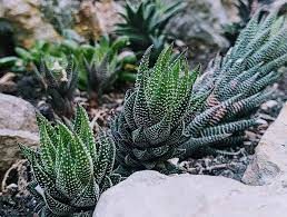 Haworthia Succulents- 10cm