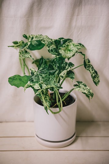 Syngonium mojito