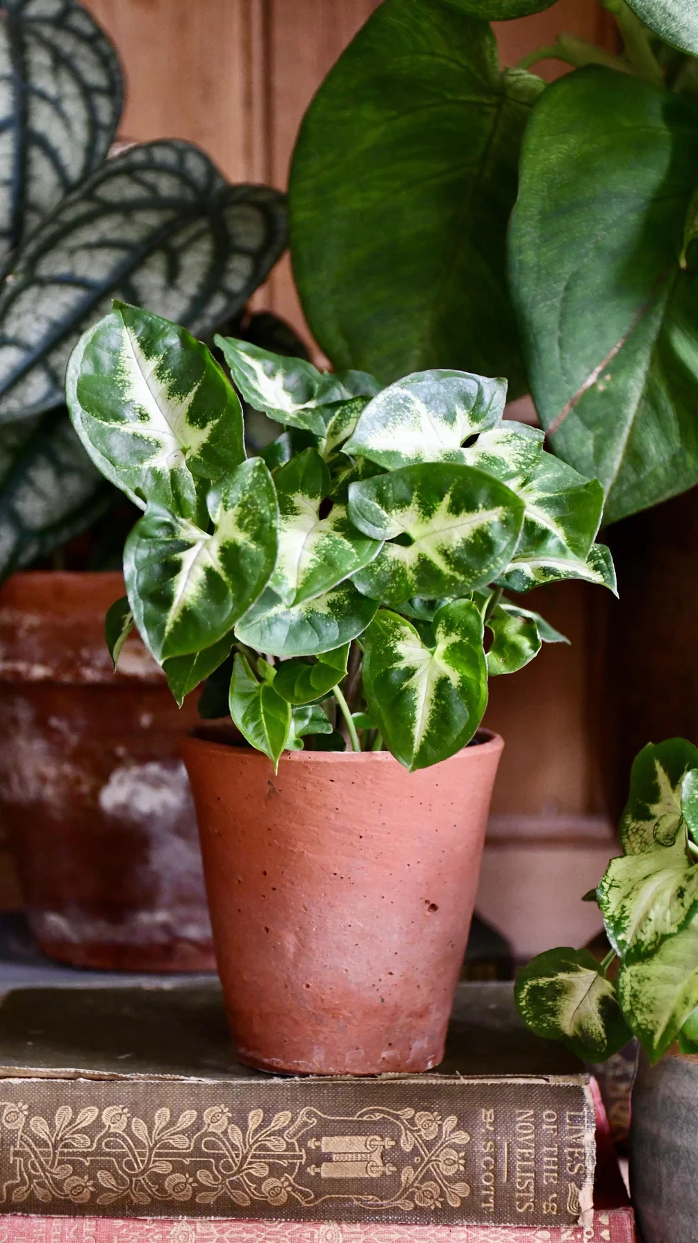 Small syngonium pixie