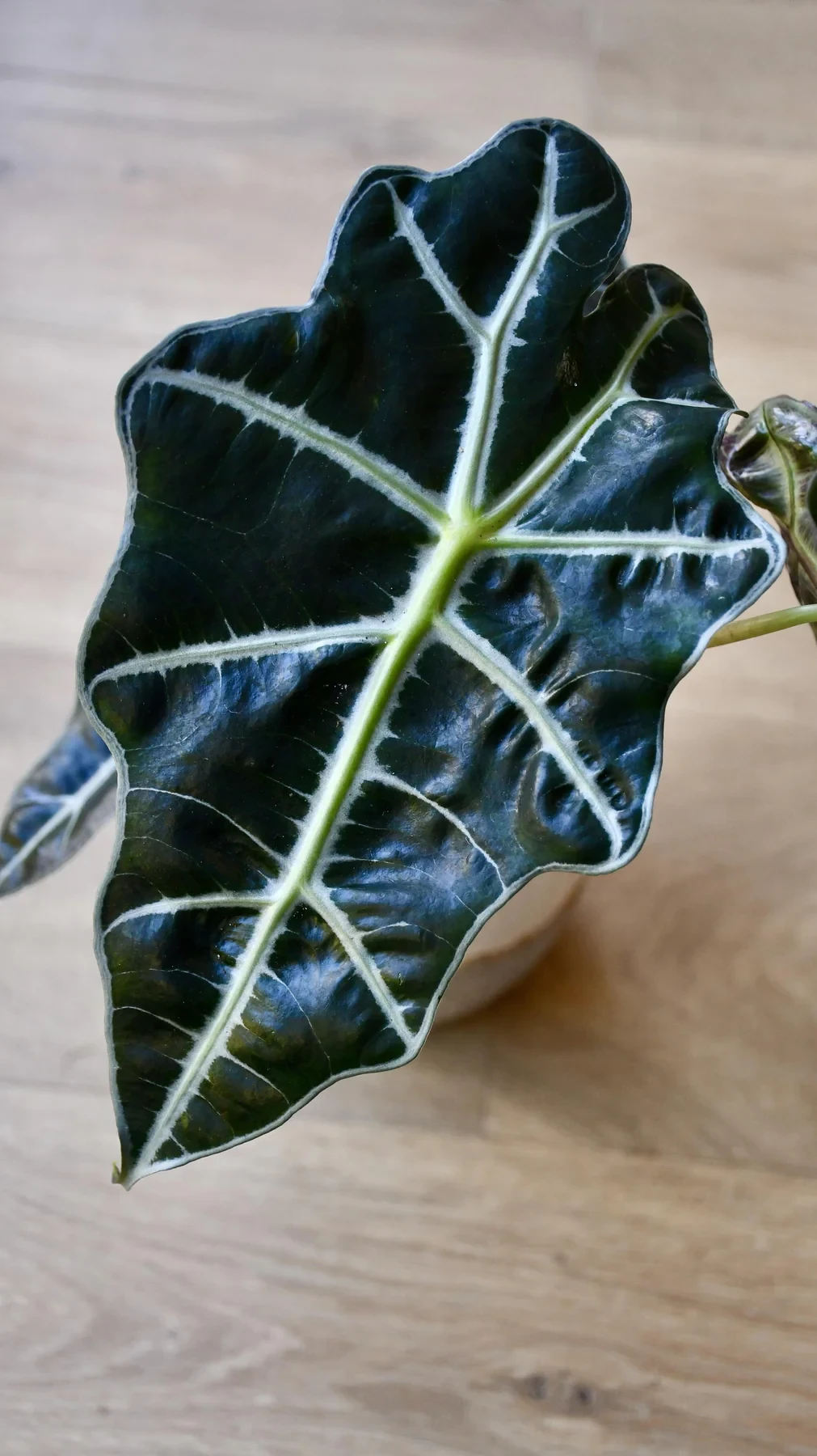Small Alocasia amazonica 'alocasia polly'