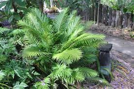 Blechnum Silver Lady