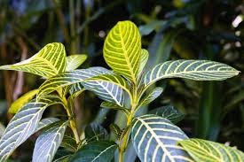 Aphelandra
