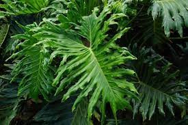 Philodendron Hope