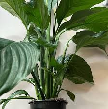 Spathiphyllum Sylvana