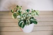 Manjula pothos