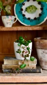 Baby peperomia pepperspot | string of coins, money plant | radiator plant | happy houseplants