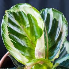 Calathea Shinestar