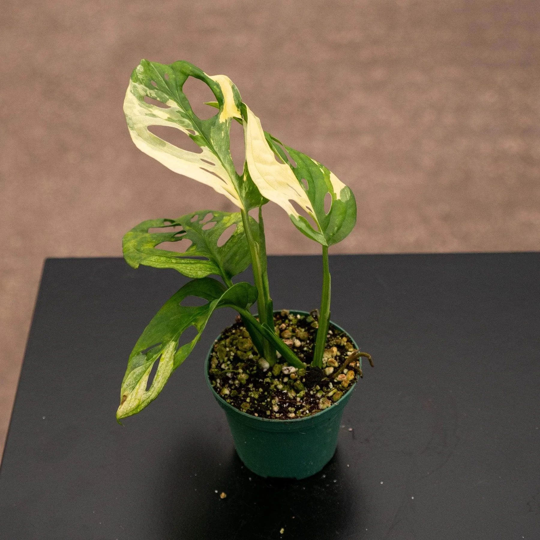 Monstera Adansonii Variegata