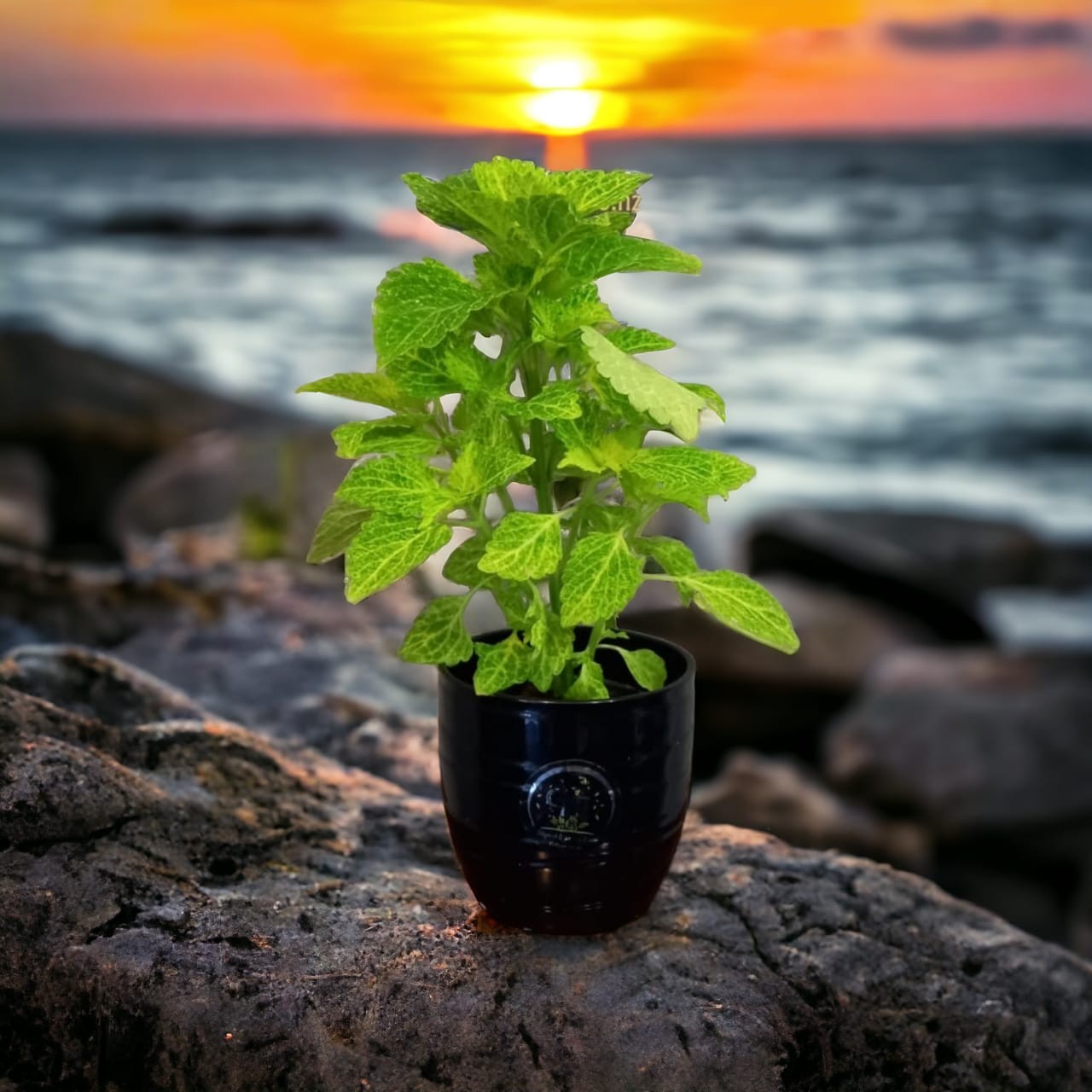 Coleus plants
