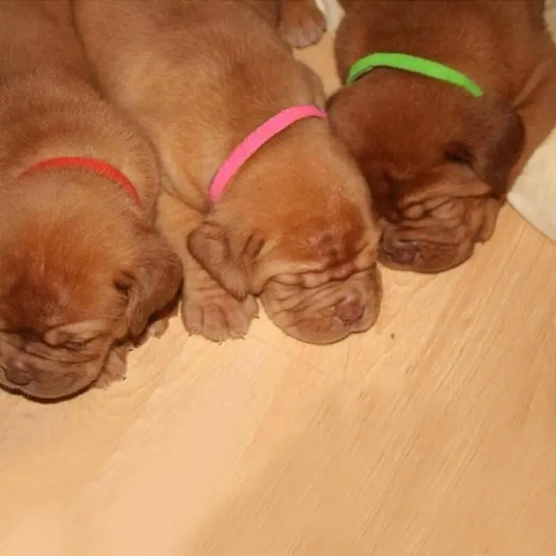 Pet Simple Collar Velcro Identification Collar Kitten And Puppy ID Collar