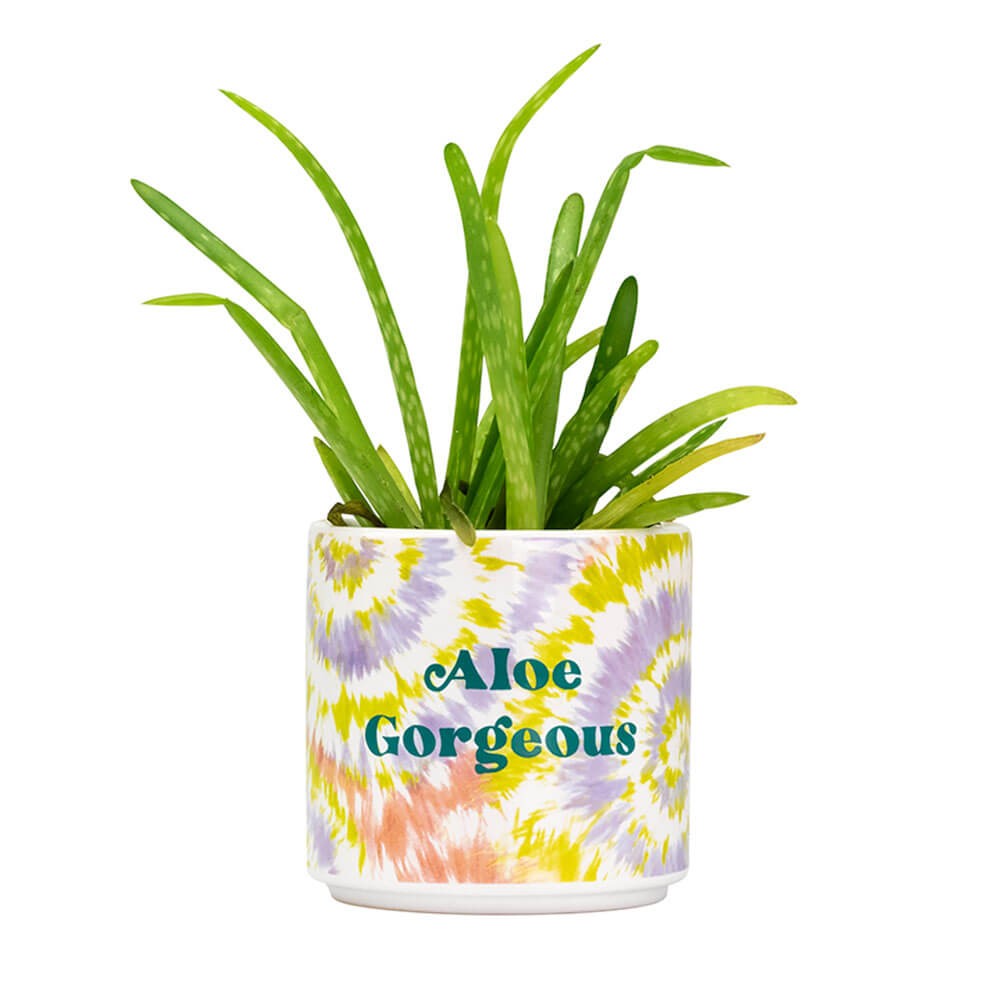 Bluerred Aloe Gorgeus Tie Dye Planter - Small