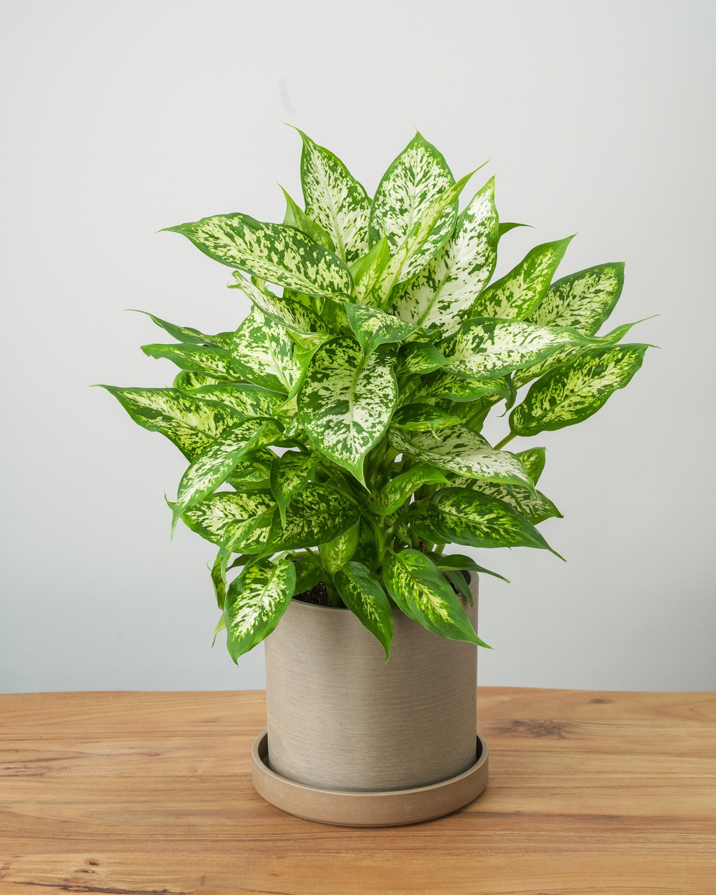 Dieffenbachia Compacta