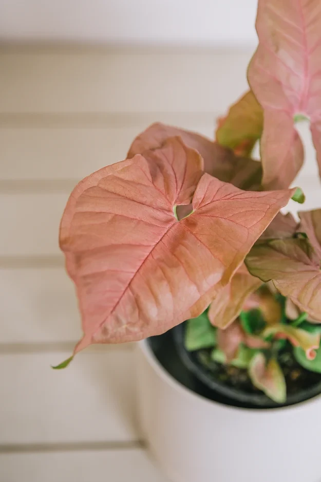 Syngonium Neon