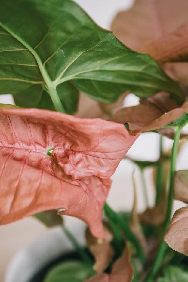 Syngonium Neon