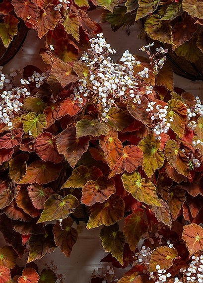 Begonia Marmalade