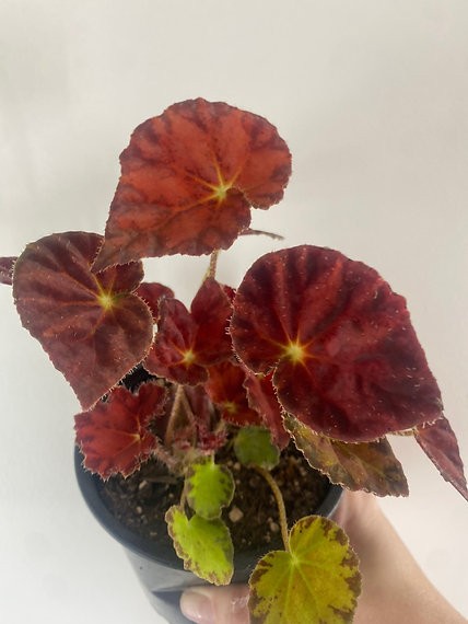 Begonia Marmalade