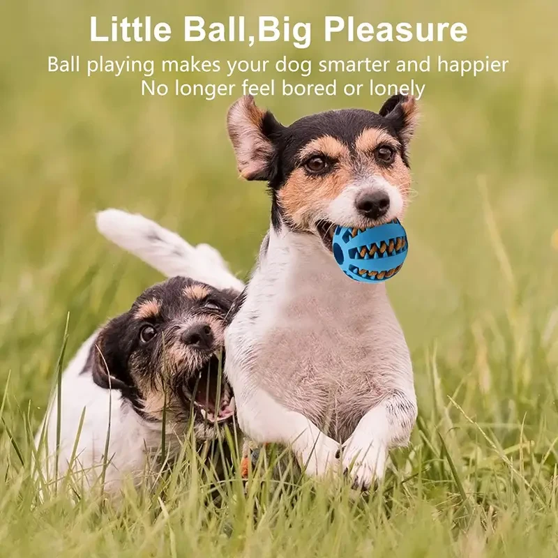 Interactive Elastic Dog Ball Toy