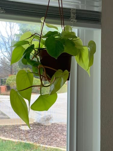 Philodendron hederaceum 'Lemon Lime'