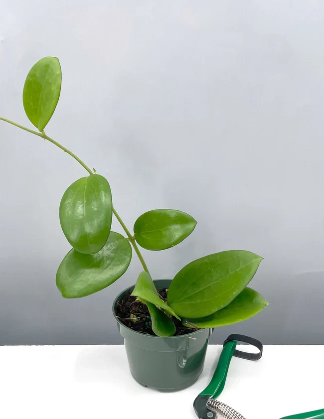Hoya Idaho