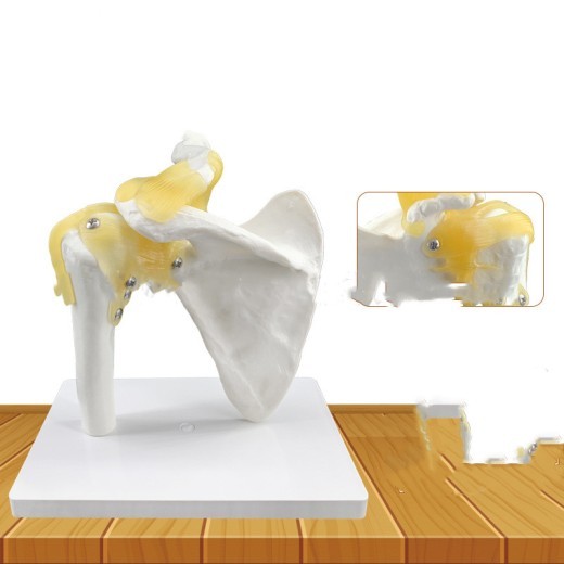 Shoulder Joint Model With Ligament Skeleton Model