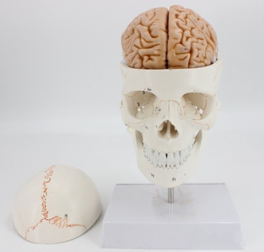 Human Skull Model Bone Suture Skull With Cervical Spine Model