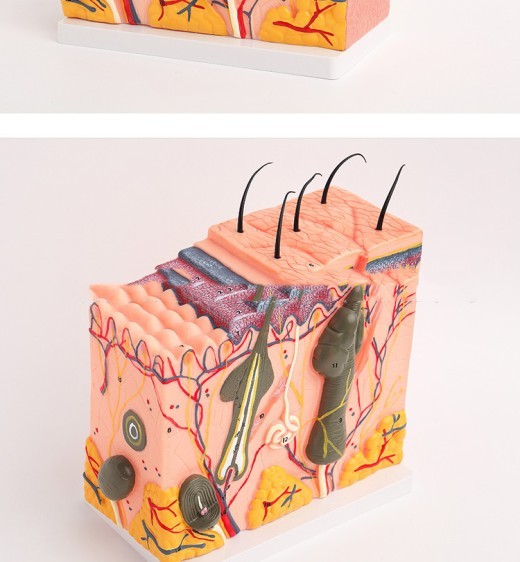 Human Skin Tissue Structure Magnification Anatomical Model Beauty Plastic Surgery