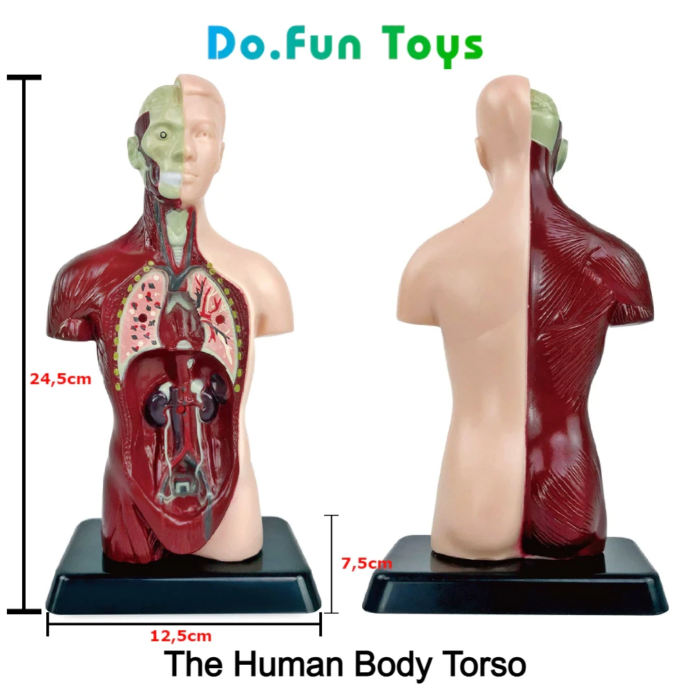 Educational Toys Human Body Torso / Anatomy / Skeleton / Human Organs / Toys Educating Human Body Anatomy Props / Toy Skull Human