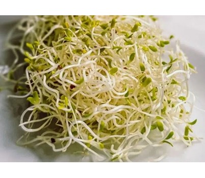 SPROUT ALFALFA 120GM (EACH) - [PRODUCE]