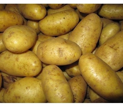 POTATO AGRIA WASHED (10KG BAG)