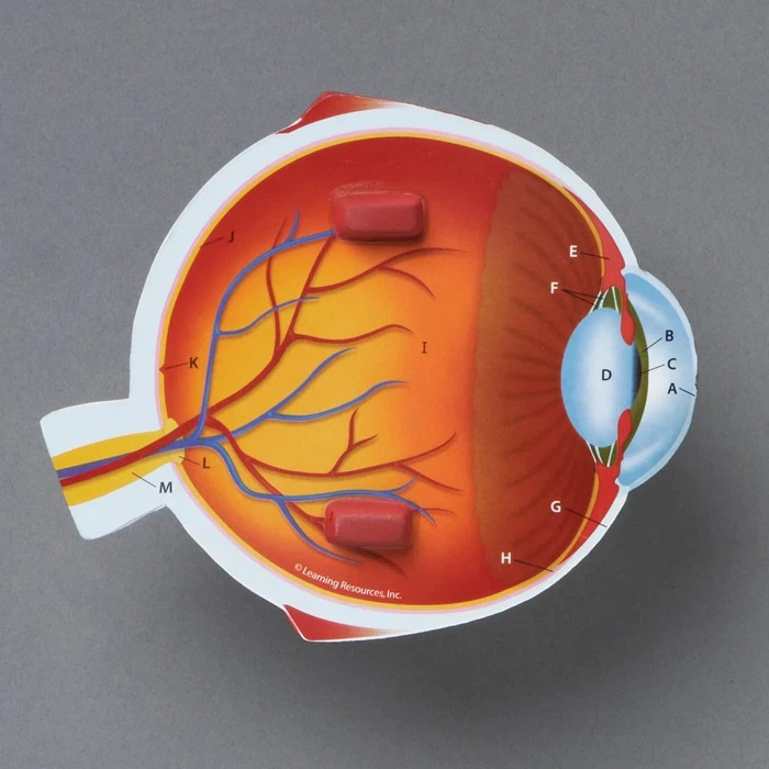 Learning Resources Cross-Section Human Eye Model