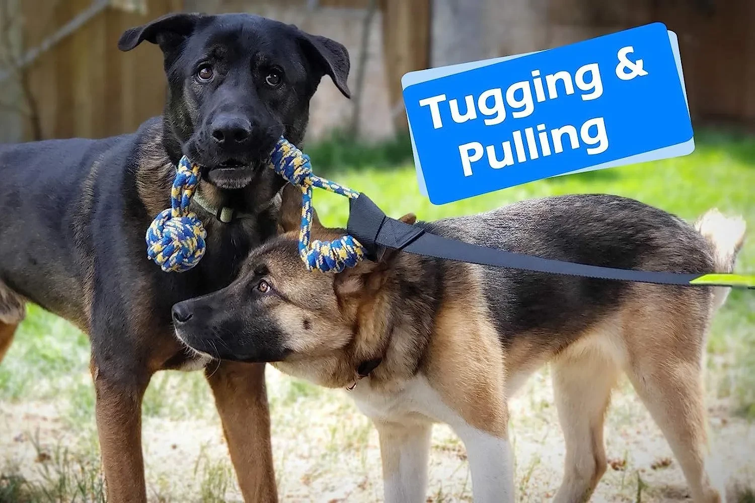 Bungee Tug Toy