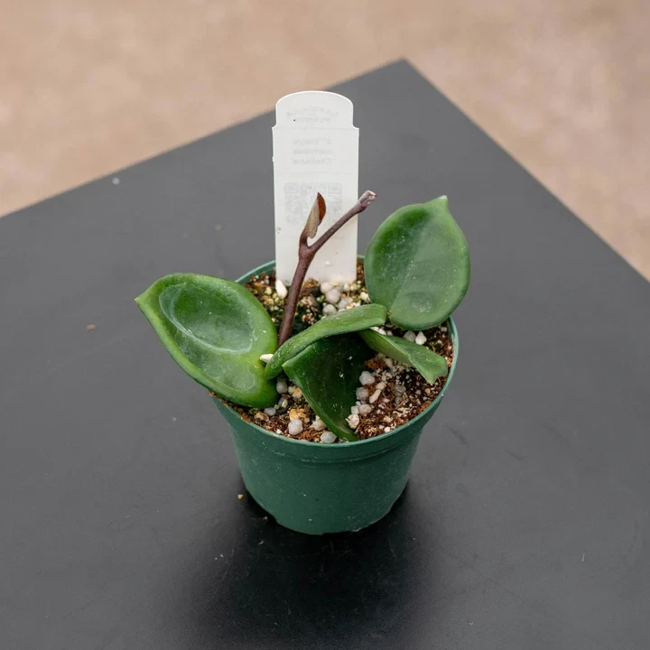 Hoya carnosa 'Chelsea'