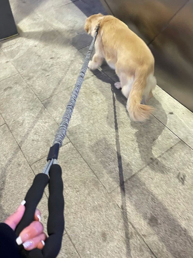 Dog Leash Heavy Duty Shock Absorbing Bungee with Handle